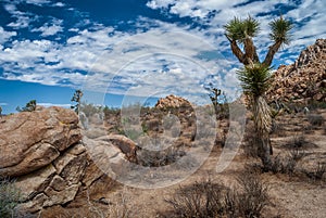 Joshua Tree and Stone