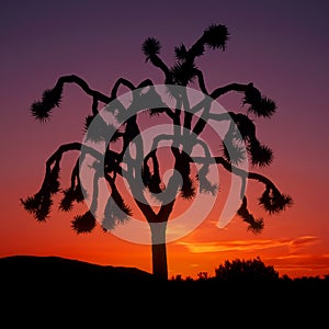 Joshua Tree Sunset
