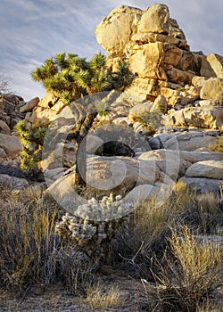 Joshua Tree at Sunset