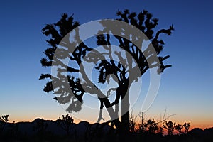 Joshua Tree at Sunset