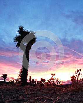 Joshua tree in the sunset