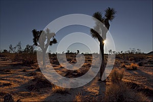 Joshua Tree Sunset photo