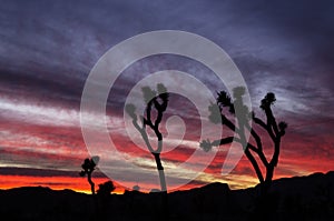 Joshua Tree Sunset