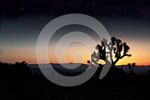 Joshua Tree Under The Stars