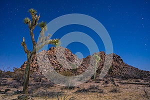 joshua tree under the stars