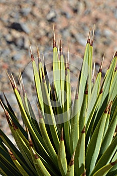 Joshua Tree Upclose