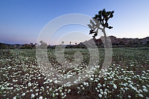 Joshua Tree and Wildflower photo