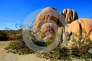 Joshua Tree Wonderland