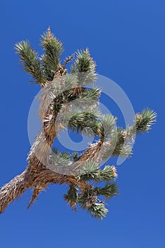 Joshua Tree (Yucca brevifolia) photo