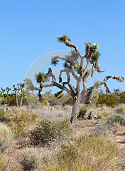 Joshua tree (Yucca brevifolia)