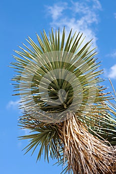 Joshua tree (Yucca brevifolia)