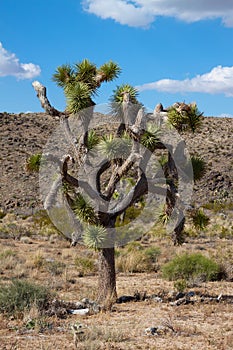 Joshua tree (Yucca brevifolia)