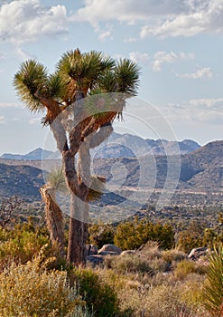 Joshua tree (Yucca brevifolia)