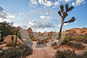 Joshua tree (Yucca brevifolia)