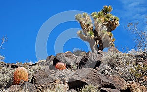 Joshua Tree (Yucca brevifolia) on Arden Peak near Las Vegaas, Nevada. photo