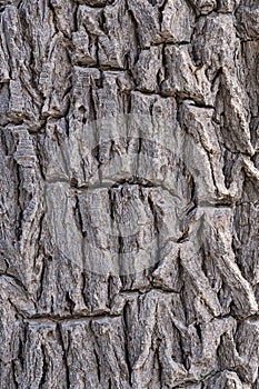 Joshua Tree Or Yucca brevifolia Bark Background photo
