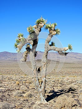 Joshua Tree, Yucca brevifolia, California photo
