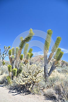 Joshua tree Yucca brevifolia and Cholla cactus growing on Mojave dessert