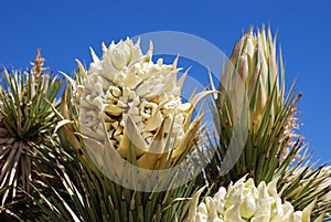 Joshua Tree (Yucca brevifolia) flower.