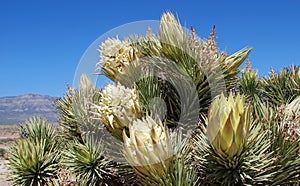 Joshua Tree (Yucca brevifolia) flower. photo