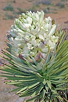 Joshua Tree (Yucca brevifolia) flower. photo