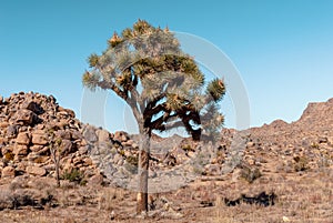 Joshua Tree, Yucca brevifolia, in Mojave Desert, Joshua Tree National Park, USA