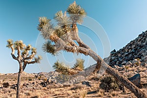 Joshua Tree, Yucca brevifolia, in Mojave Desert, Joshua Tree National Park, USA