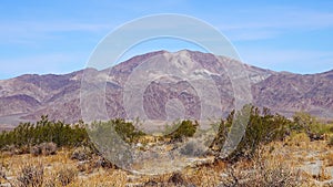 Joshua Tree Yucca brevifolia and Rock Formations. A panoramic view in Joshua Tree National Park. CA