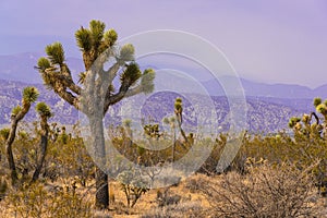 Joshua Tree, Yucca Cactus in Mojave desert of California