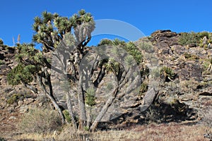 Joshua Trees