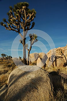 Joshua Trees