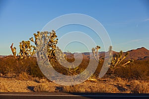 Joshua Trees along U.S. Highway 93 in Arizona, USA