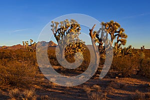 Joshua Trees along U.S. Highway 93 in Arizona, USA