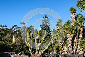 Joshua trees and cacti and other semi-tropical plants in botanical garden with large boulders in front under clear blue sky with