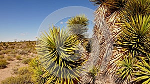 Joshua Trees and cactus in AmericaÂ´s Red Rock National Park. in 4k.