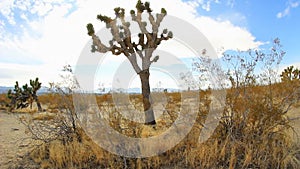 Joshua trees in the desert