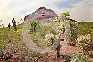 Joshua Trees Desert Botanical Garden Phoenix