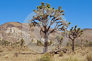 Joshua Trees in a Desert Landscape