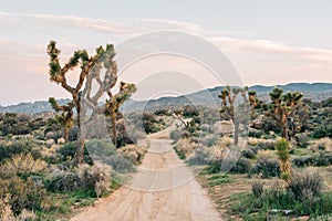 Joshua trees and desert landscape along a dirt road at Pioneertown Mountains Preserve in Rimrock, California