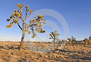 Joshua Trees in a Desert Landscape, California