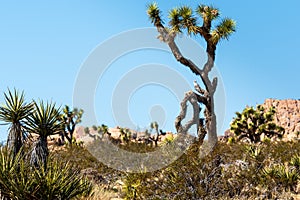 Joshua Trees in the Desert Valley