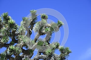 Joshua trees in the deserts of Joshua Tree California