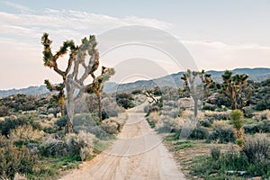 Joshua trees and dirt road in the desert in Rimrock, near Pioneertown, California