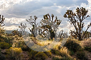 Joshua trees in the heart of Mojave National Preserve