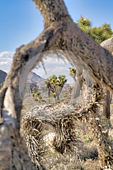 Joshua trees at Joshua Tree National Park against open grasslands in teh desert