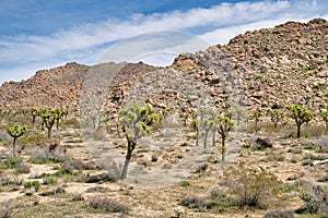 Joshua trees at Joshua Tree National Park in California on a bright sunny day