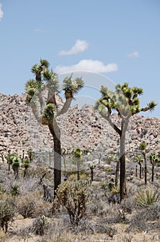 Joshua Trees in Joshua Tree National Park in Southern California on a sunny summer day