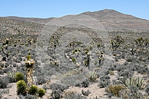 Joshua trees in Mojave Desert