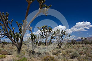 Joshua Trees in the Mojave Desert