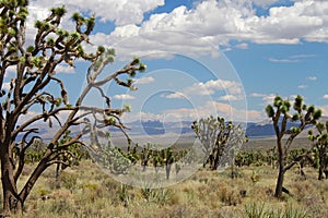 Joshua Trees in the Mojave Desert